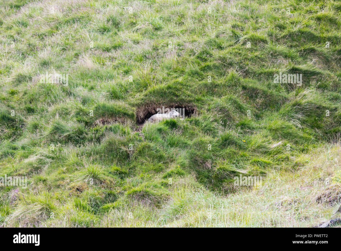 Icelandic sheep resting in a cave on iceland in summer Stock Photo