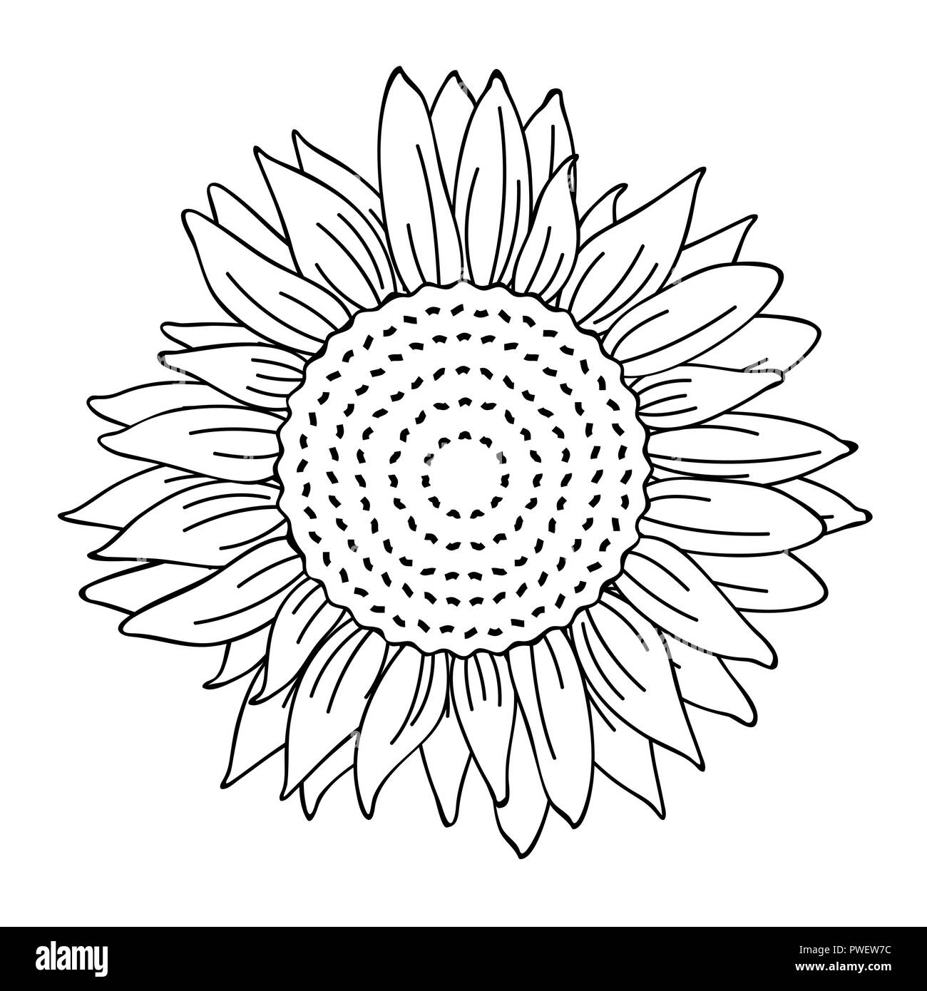 sunflower simple drawing outline for coloring book vector illustration EPS10 Stock Vector