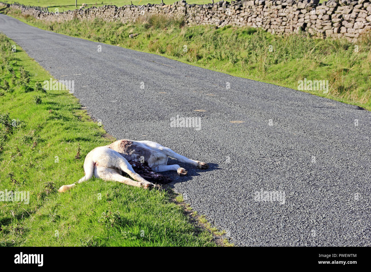 Dead sheep at side of moorland road Stock Photo