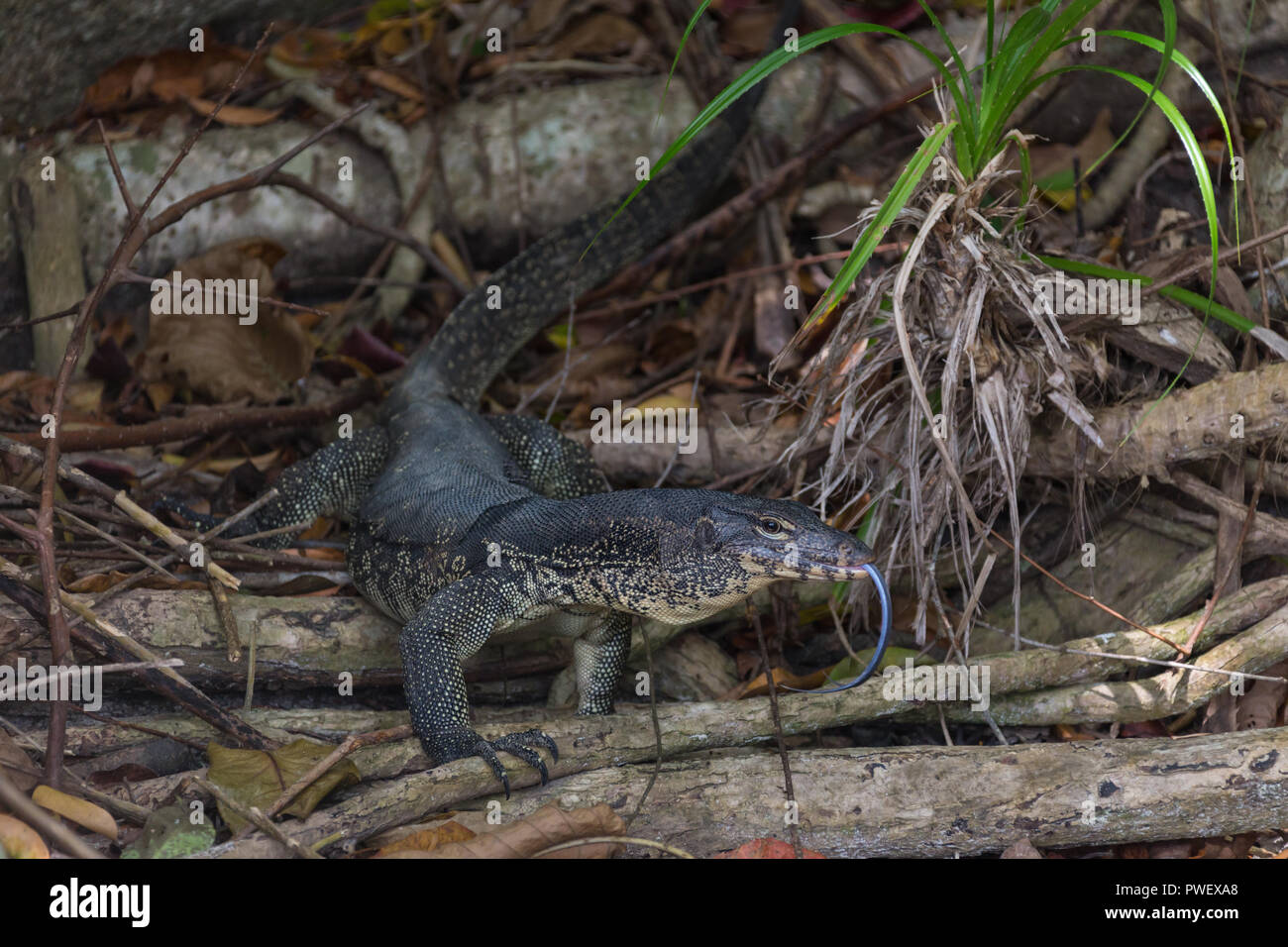 monitor lizard climbing from the water Stock Photo Alamy