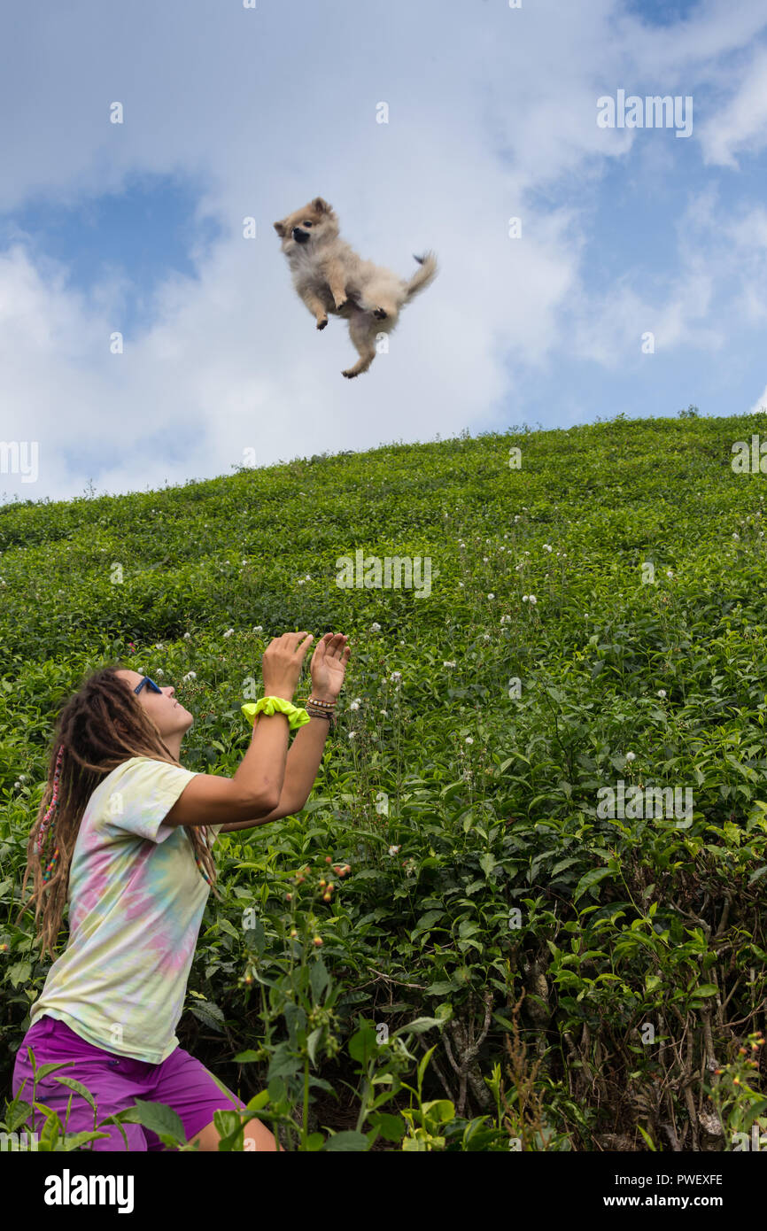 Dog catching a ball in mid-air Stock Photo