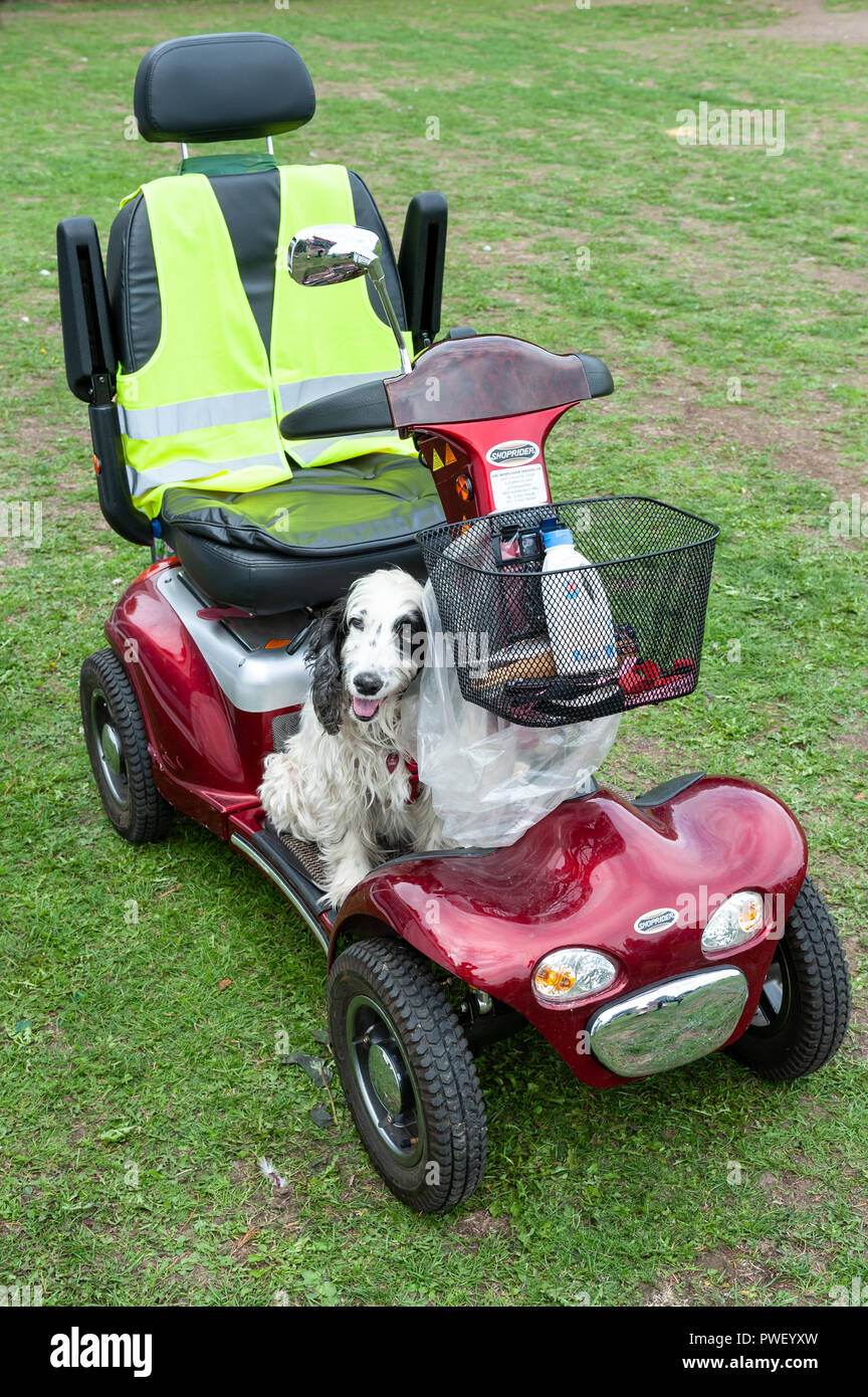 A dog sitting on a red mobility scooter. Stock Photo