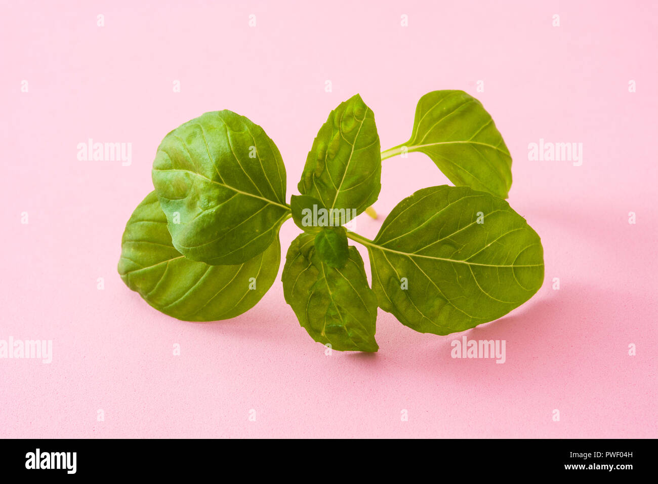 Pink Basil Basil plant isolated hi-res stock photography and images - Alamy