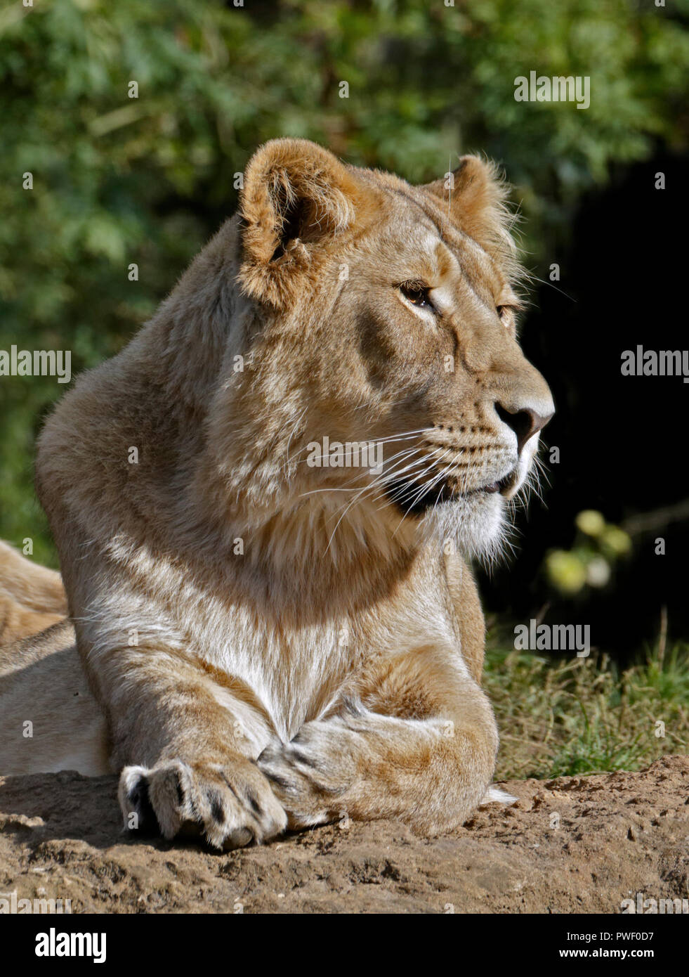 Female Lion (panthera leo) Stock Photo