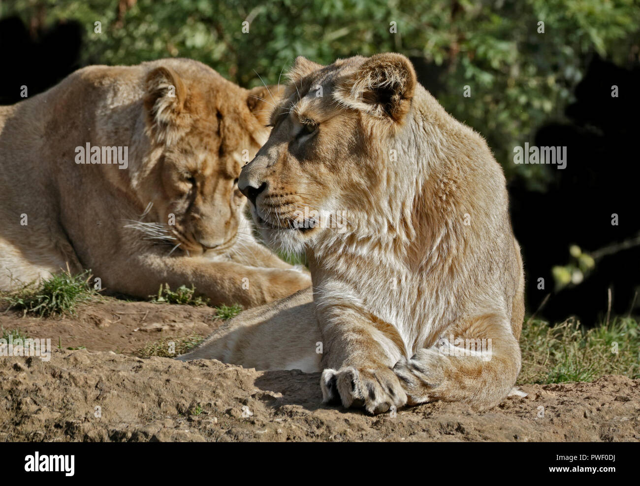 Female Lions (panthera leo) Stock Photo