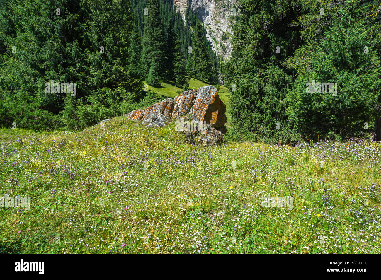 A small rock covered with orange lichen and purple meadow flowers Stock ...
