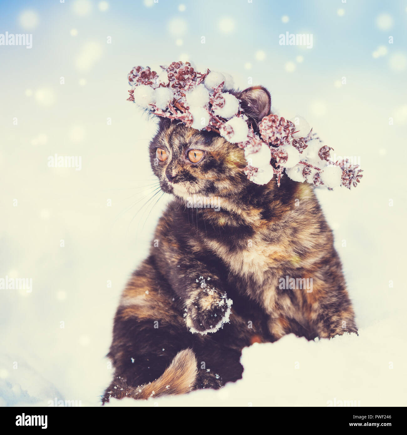 Portrait of the tortoiseshell kitten wearing Christmas wreath. Cat walking on the deep snow in winter Stock Photo