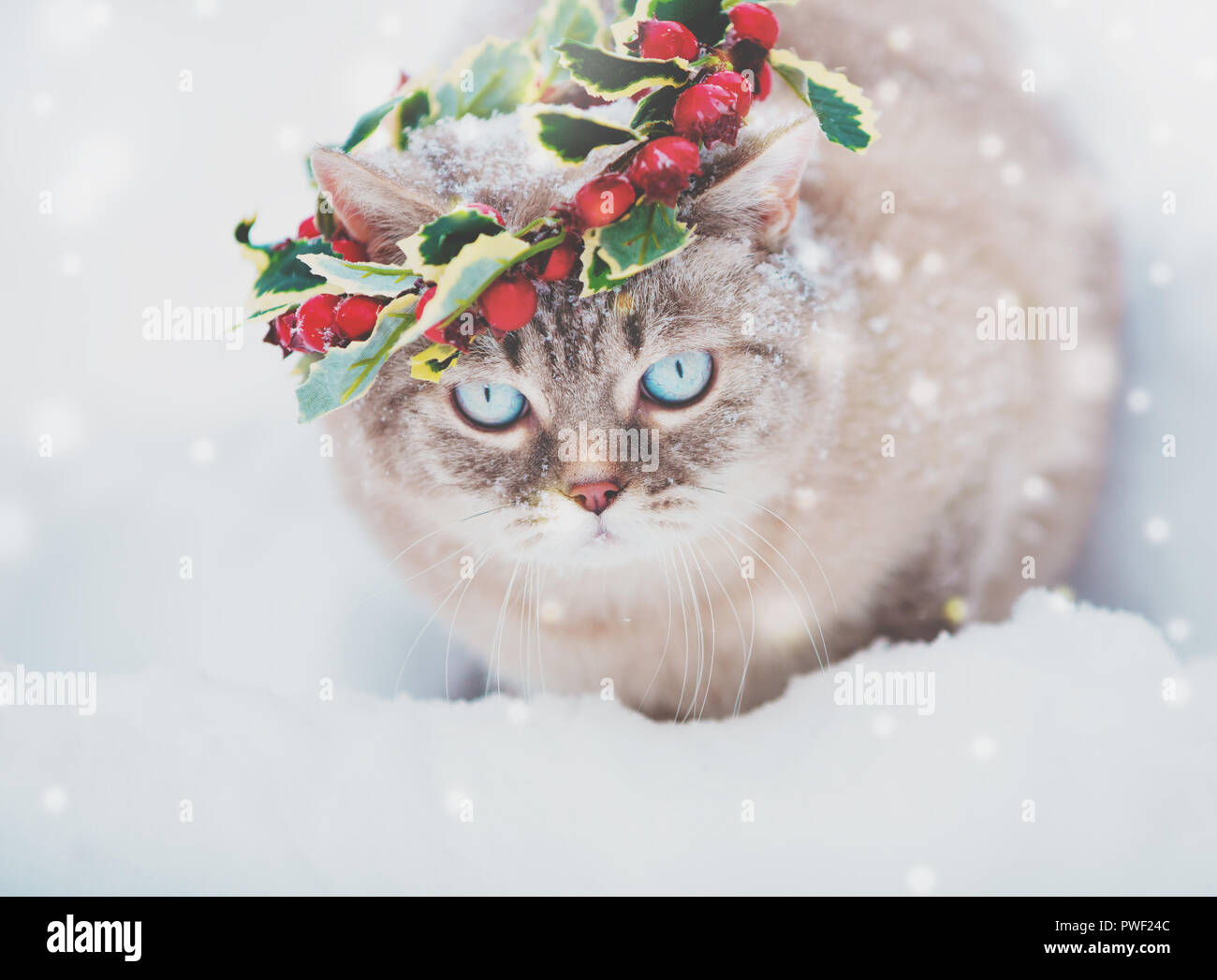 Portrait of the Siamese kitten wearing Christmas wreath. Cat walking on the deep snow in winter Stock Photo