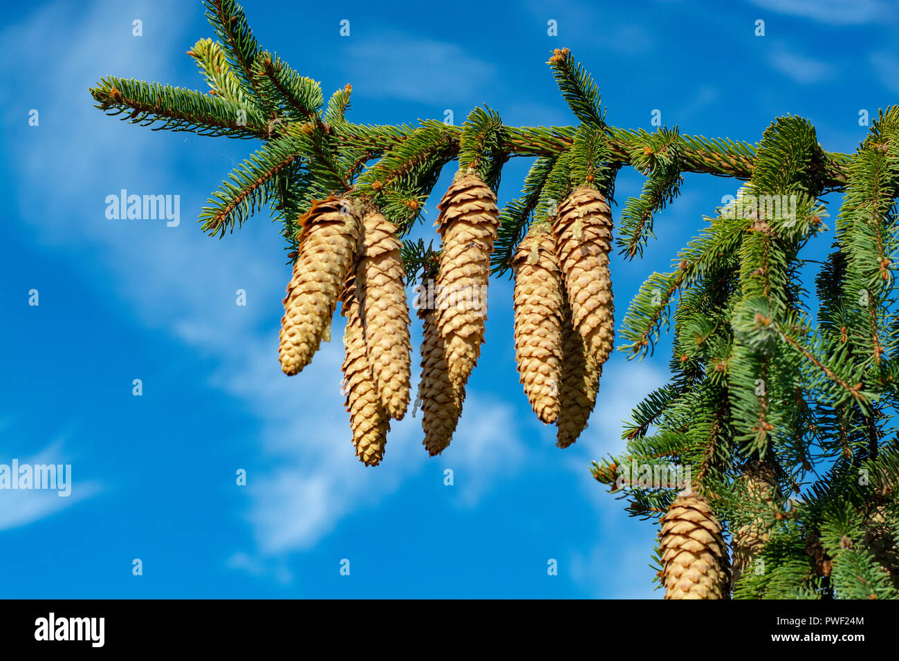 Picea schrenkiana evergreen fir tree with many long cones on blue sky background copy space Stock Photo
