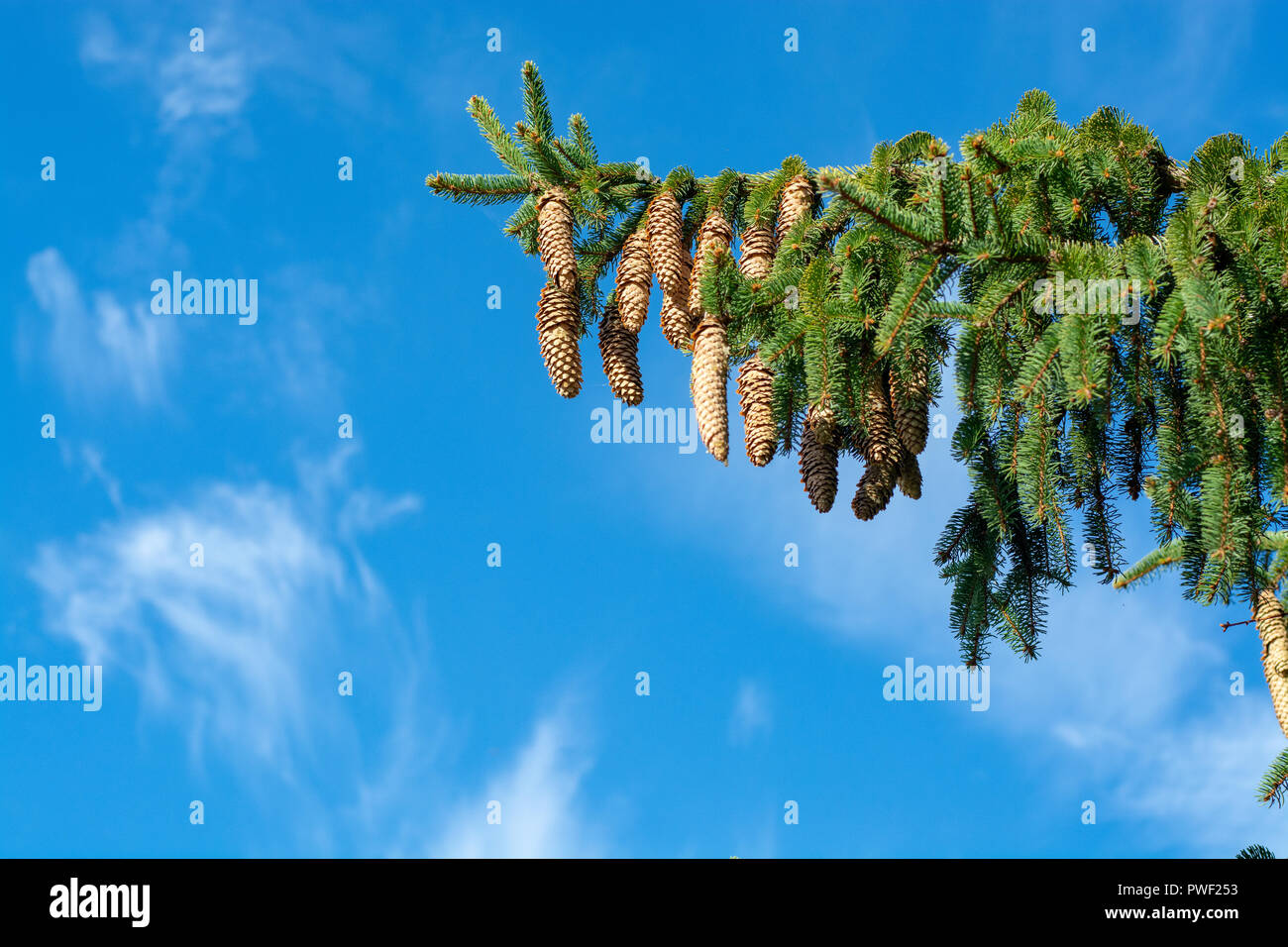 Picea schrenkiana evergreen fir tree with many long cones on blue sky background copy space Stock Photo