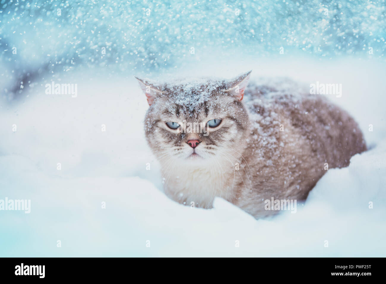 Siamese cat walking in deep snow during a snowfall Stock Photo Alamy