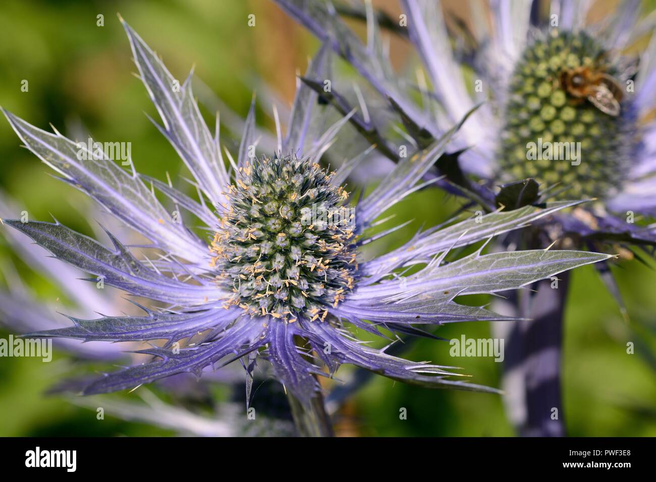 Close up of eryngium flowers (eryngium amethystinium) in bloom Stock