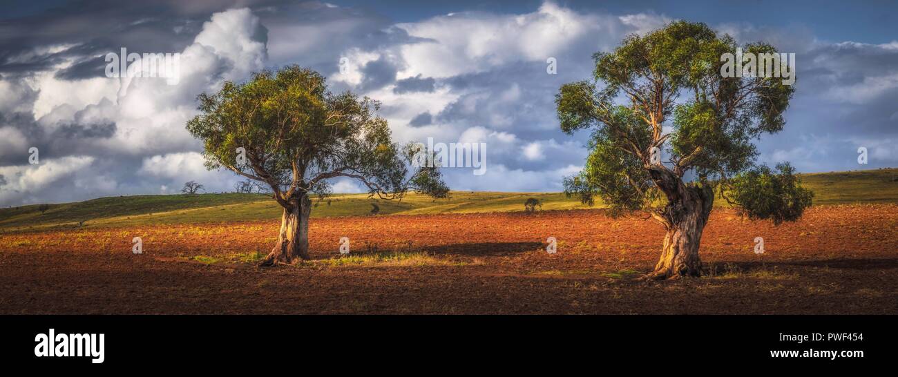 Panorama of two Gums in sunset landscape Stock Photo