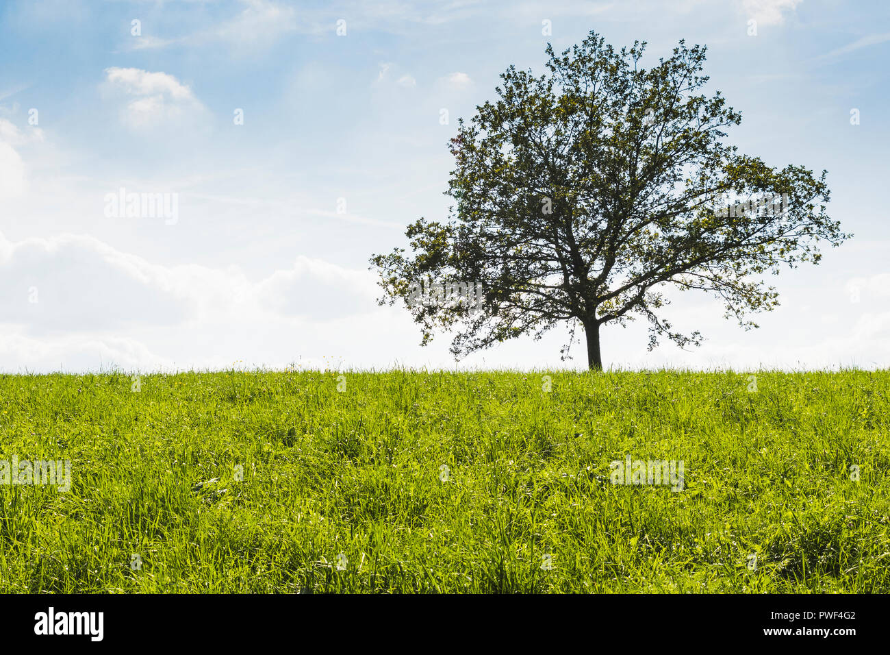 A tree in the middle of green meadow with blue sky background Stock ...