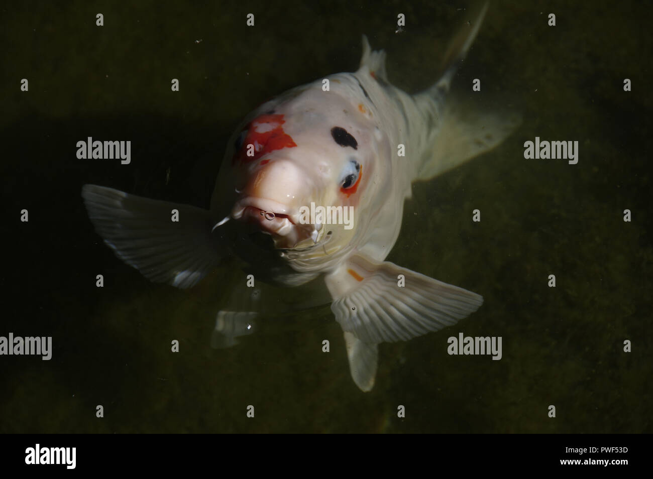 The pond with Koy Carp in close up Stock Photo