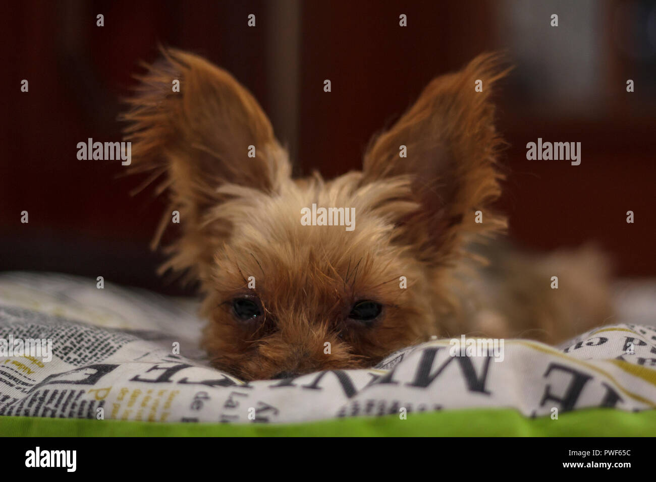 Yorkshire Terrier on bed Stock Photo Alamy
