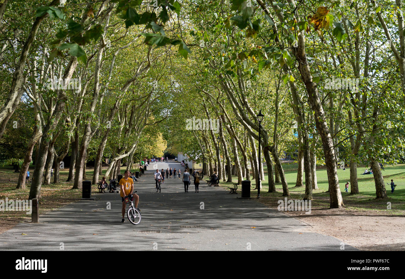 An avenue of London Plane trees, Crystal Palace Park, London, UK Stock Photo