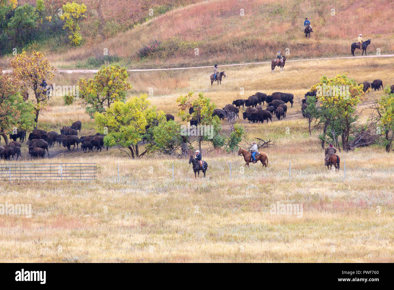 Buffalo roundup at Custer State Park in South Dakota Stock Photo Alamy