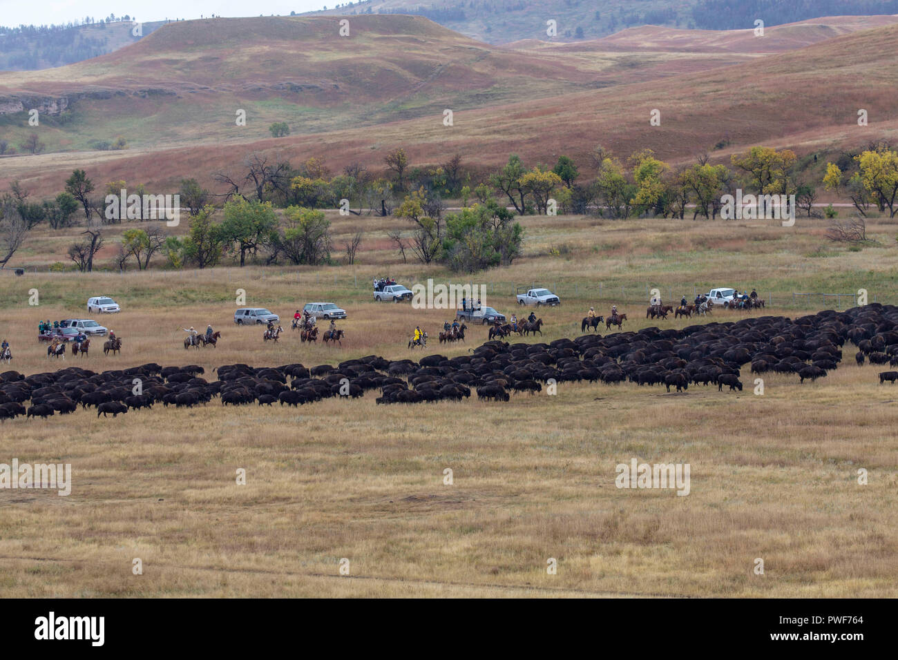 Buffalo roundup at Custer State Park in South Dakota Stock Photo Alamy
