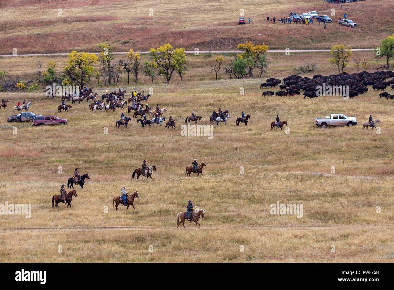 Buffalo roundup at Custer State Park in South Dakota Stock Photo Alamy