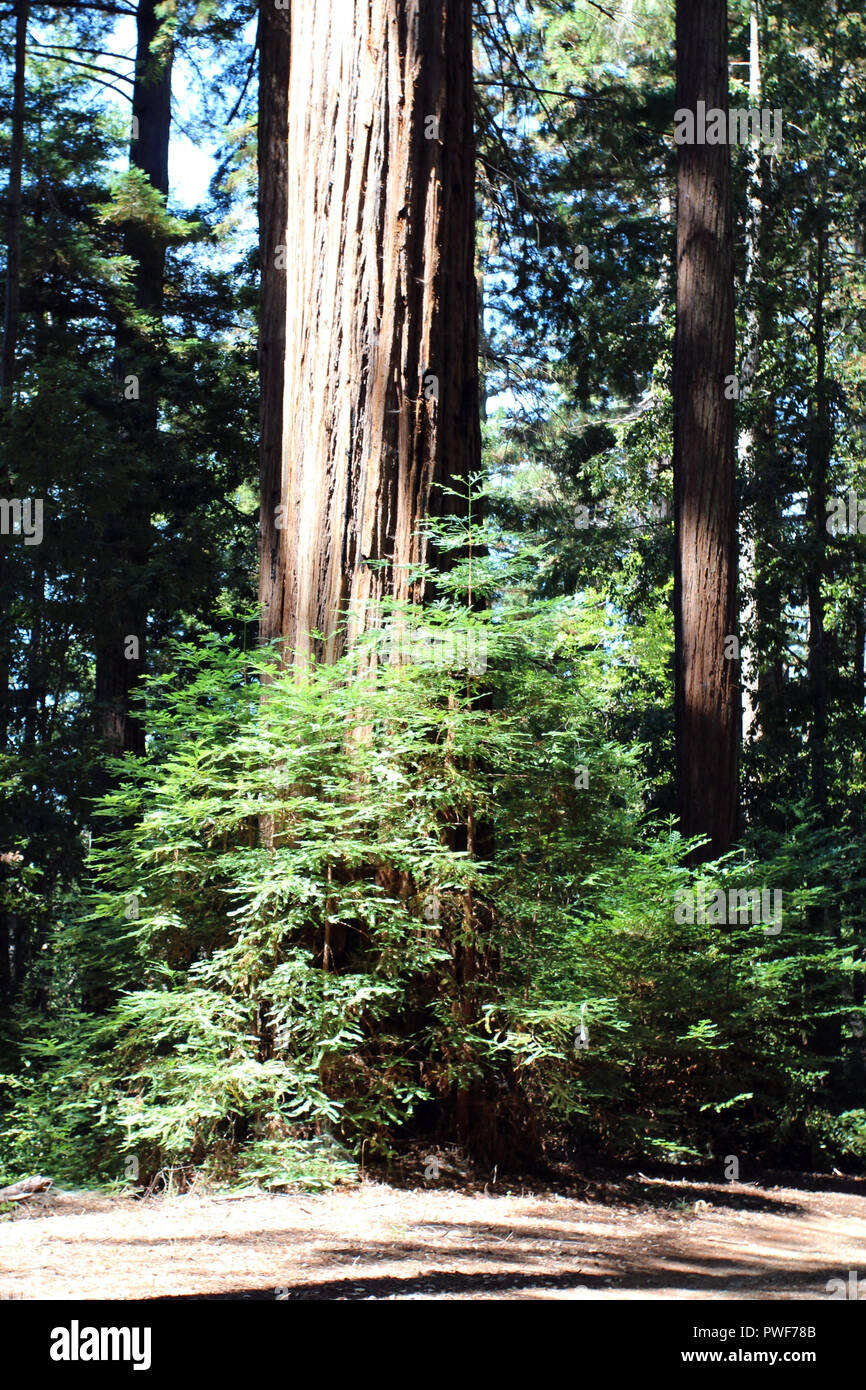 Young Redwoods trees surrounding the base of a fully grown Redwood at