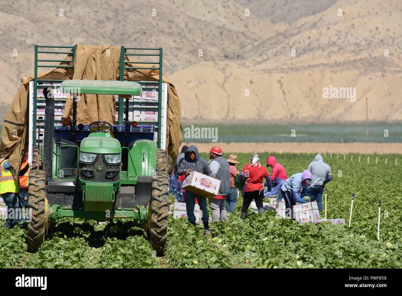 Harvesting veggies lettuce in Cuyama Valley of California Stock Photo