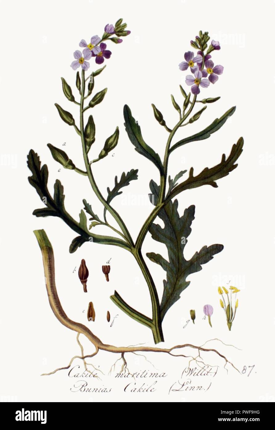 Bunias cakile — Flora Batava — Volume v2. Stock Photo