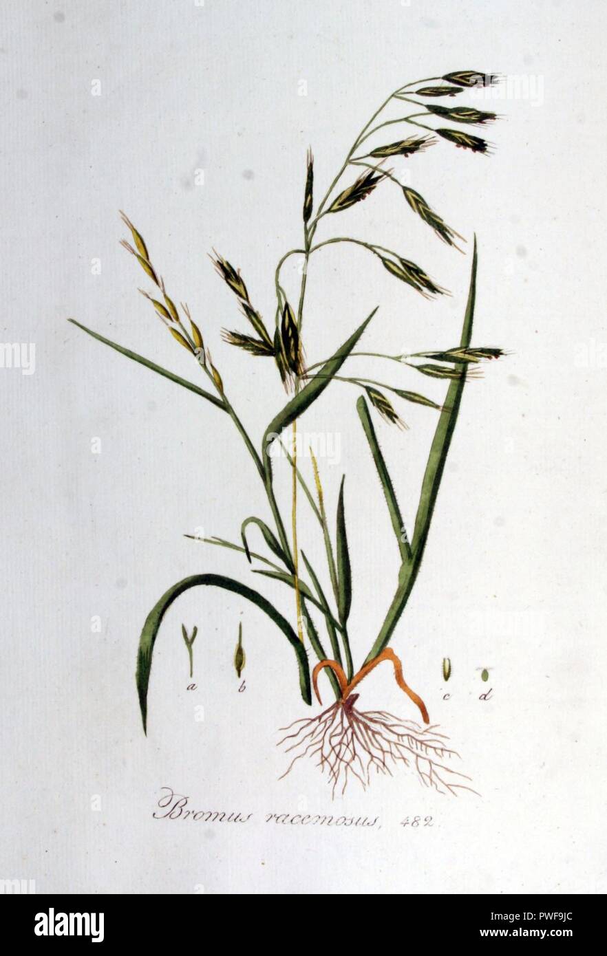 Bromus racemosus — Flora Batava — Volume v7. Stock Photo
