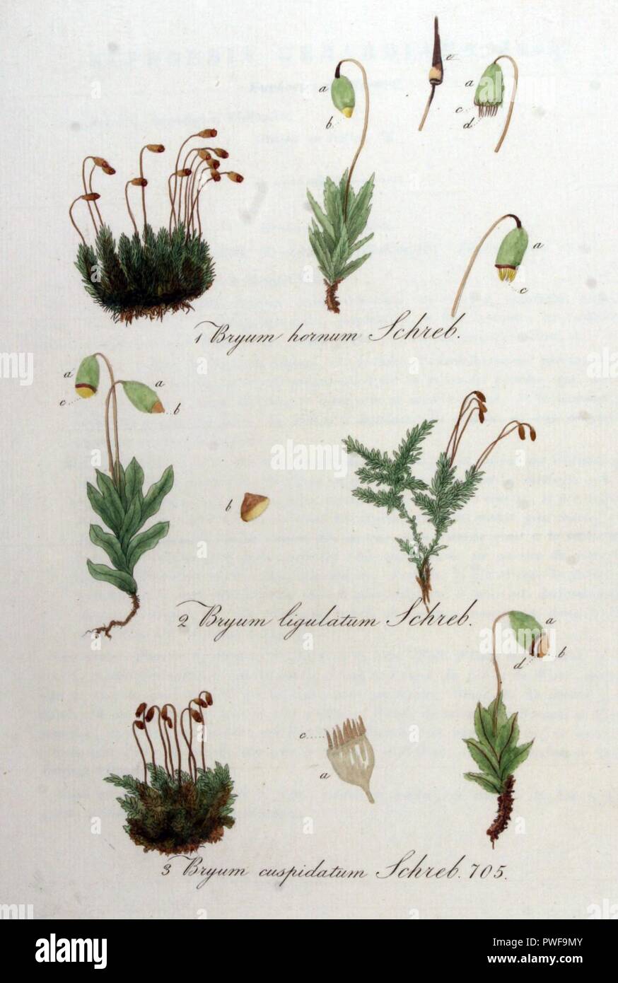 Bryum cuspidatum — Flora Batava — Volume v9. Stock Photo