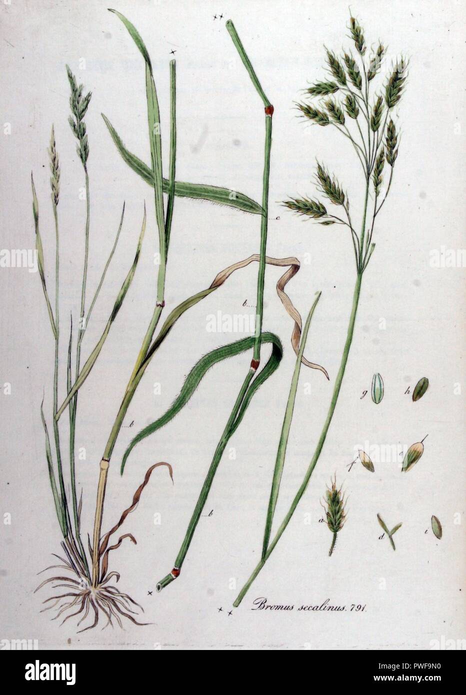 Bromus secalinus — Flora Batava — Volume v10. Stock Photo