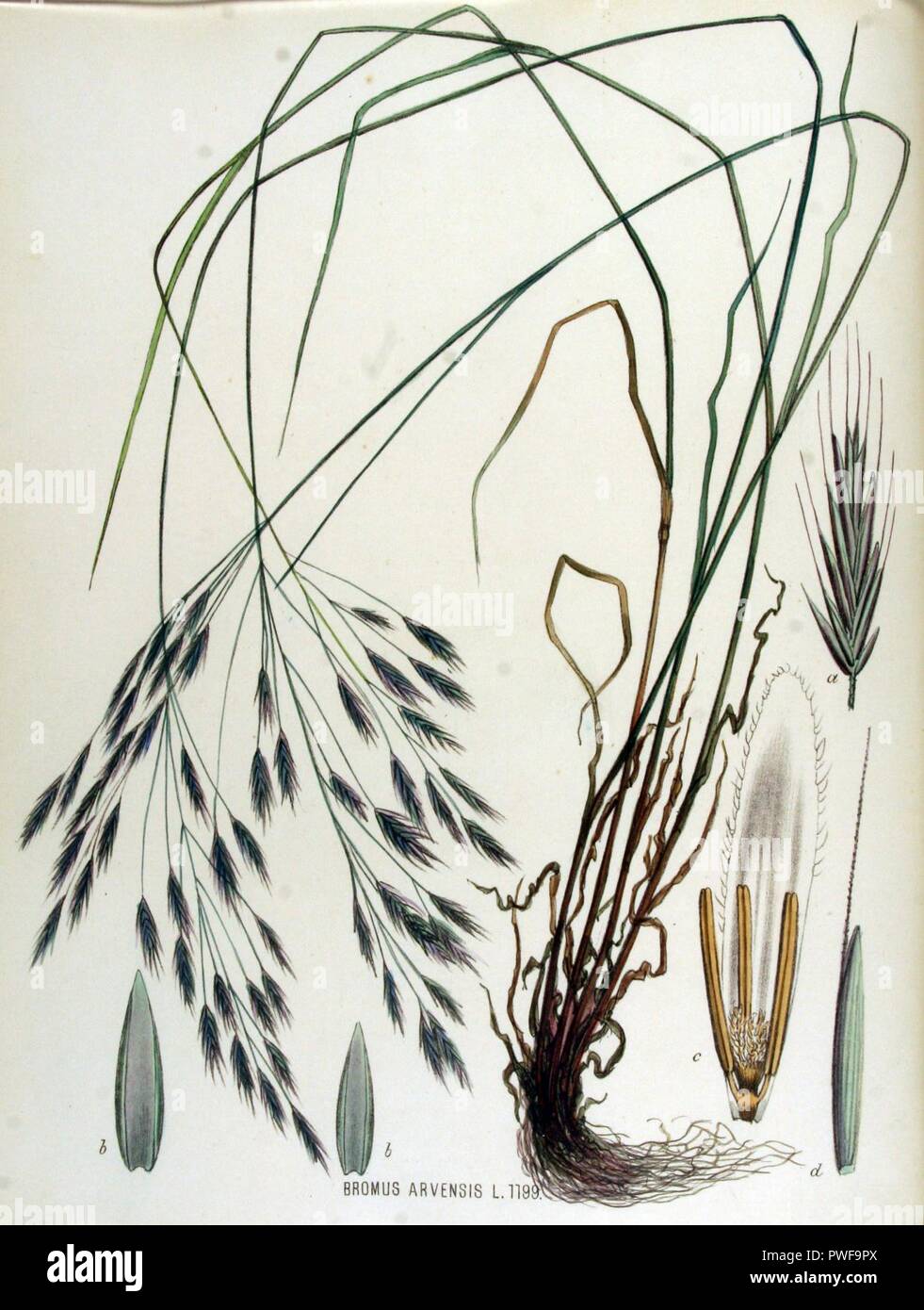 Bromus arvensis — Flora Batava — Volume v15. Stock Photo
