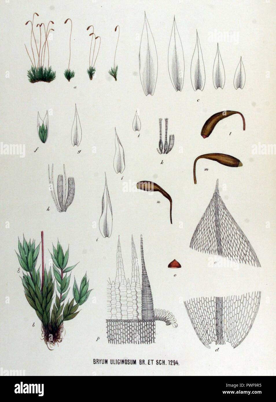 Bryum uliginosum — Flora Batava — Volume v17. Stock Photo
