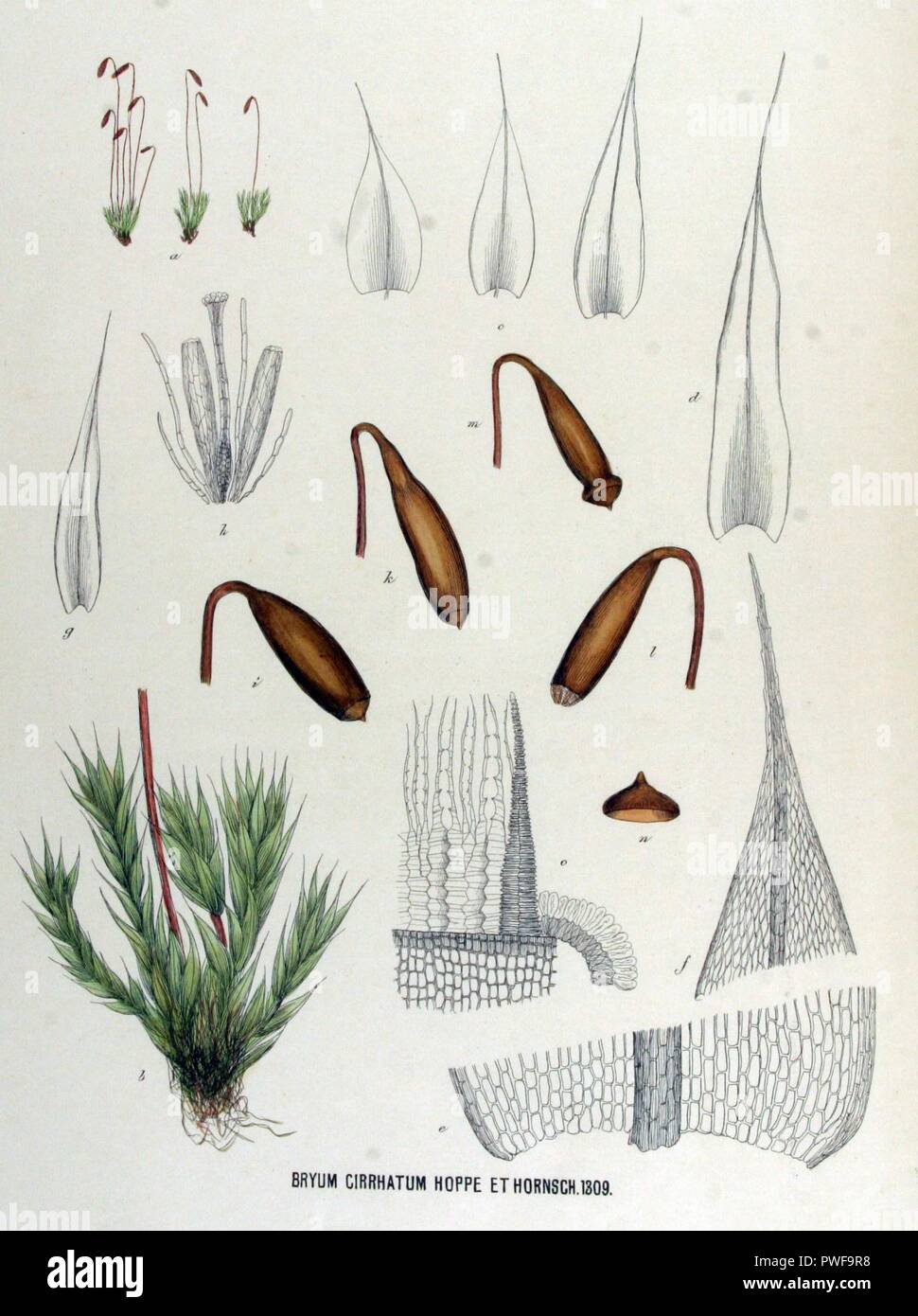 Bryum cirrhatum — Flora Batava — Volume v17. Stock Photo