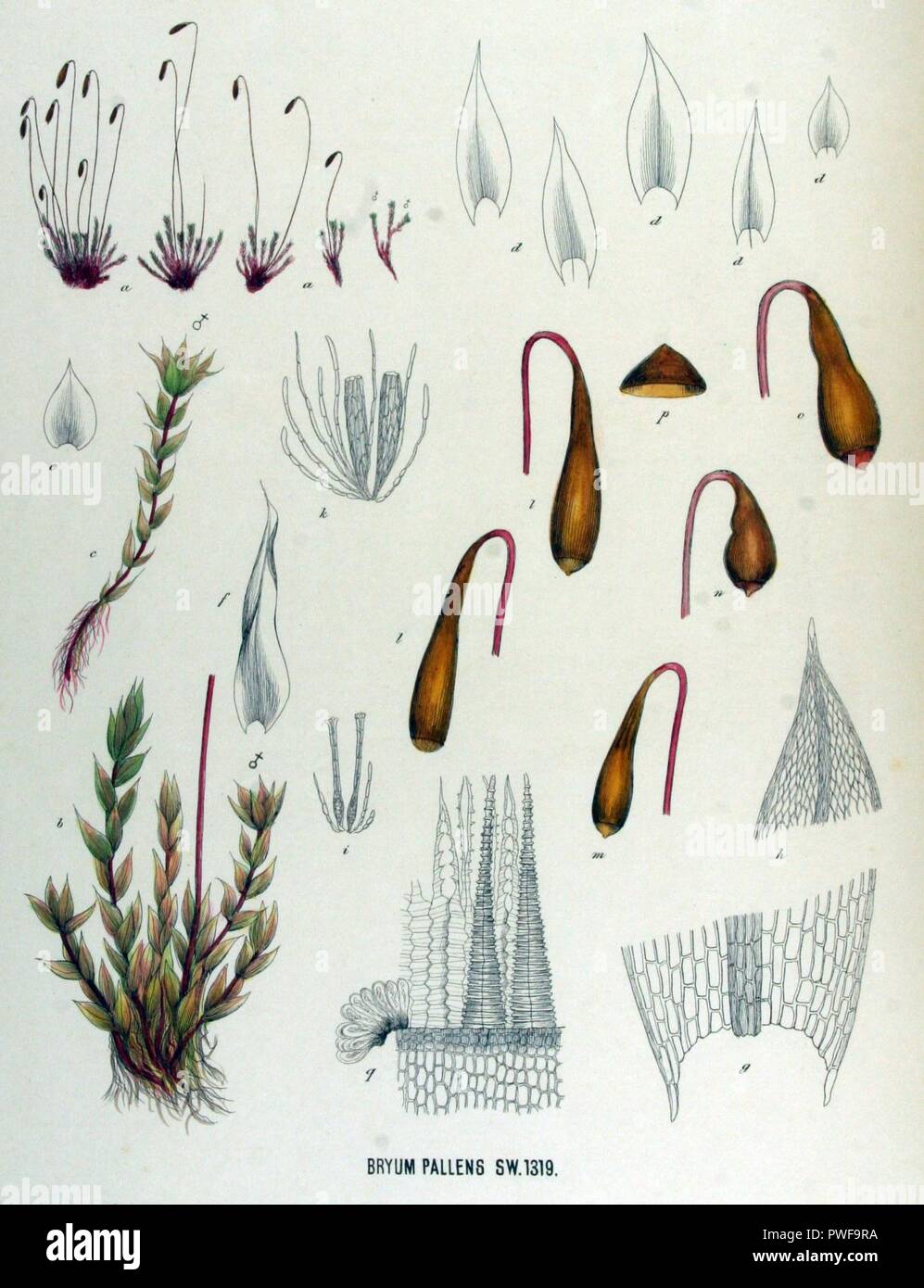 Bryum pallens — Flora Batava — Volume v17. Stock Photo