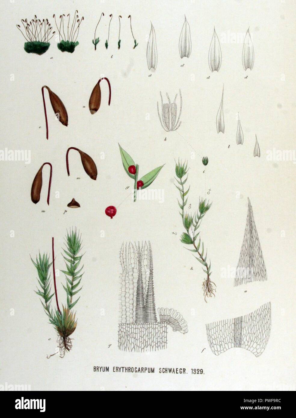 Bryum erythrocarpum — Flora Batava — Volume v17. Stock Photo
