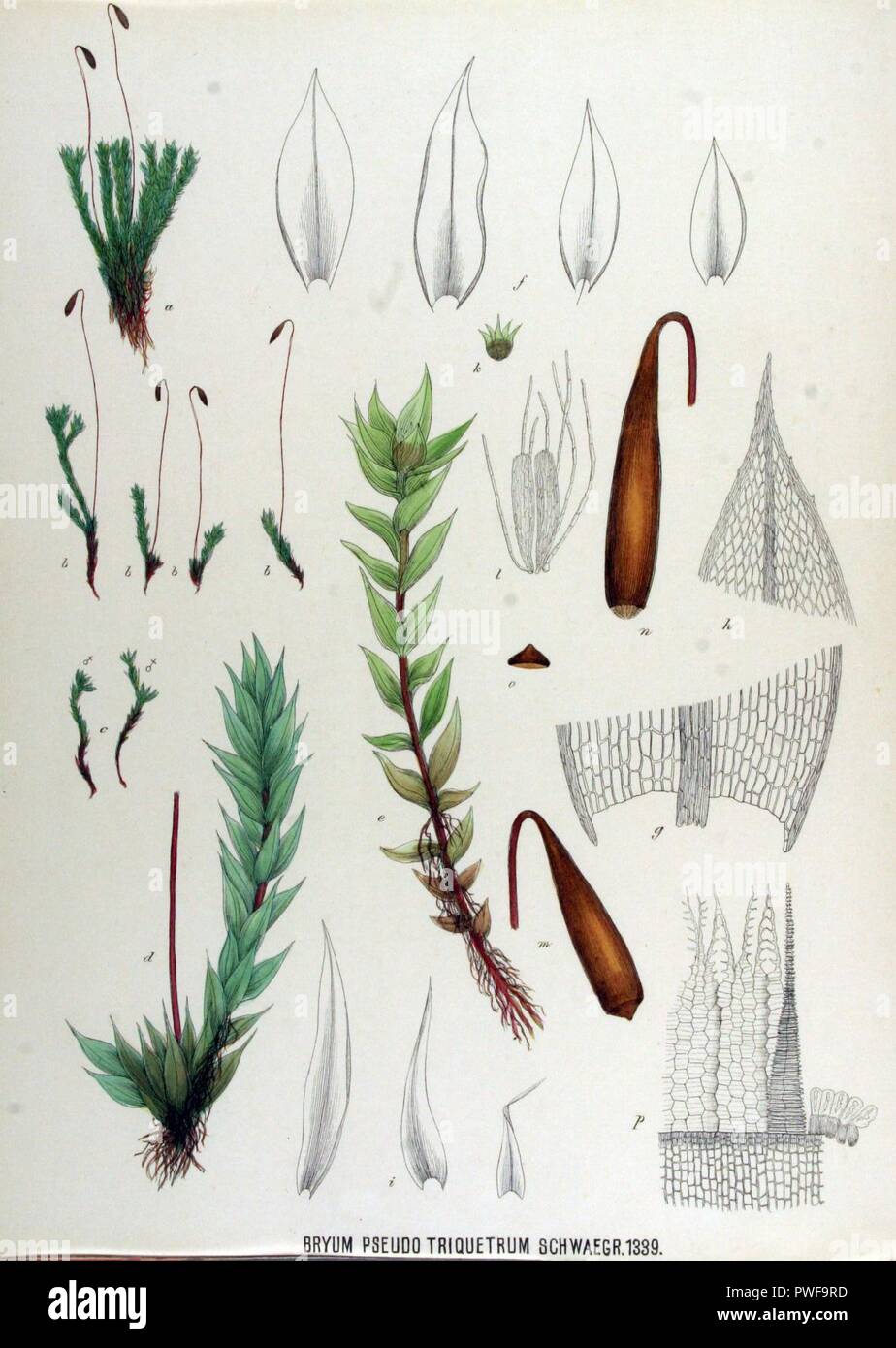 Bryum pseudo-triquetrum — Flora Batava — Volume v17. Stock Photo