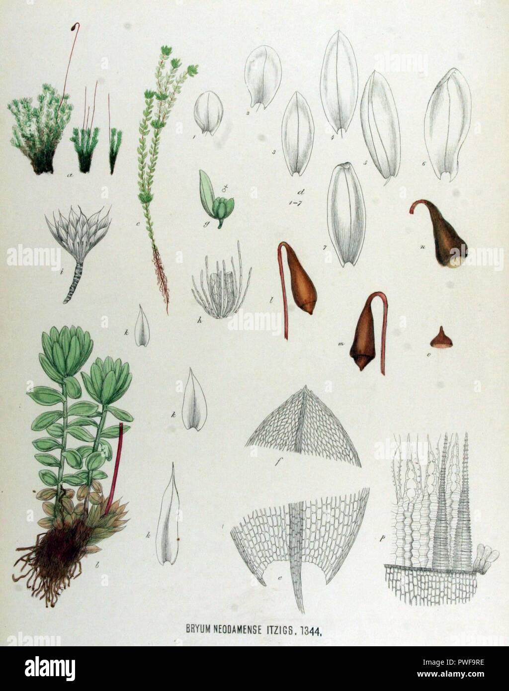 Bryum neodamense — Flora Batava — Volume v17. Stock Photo