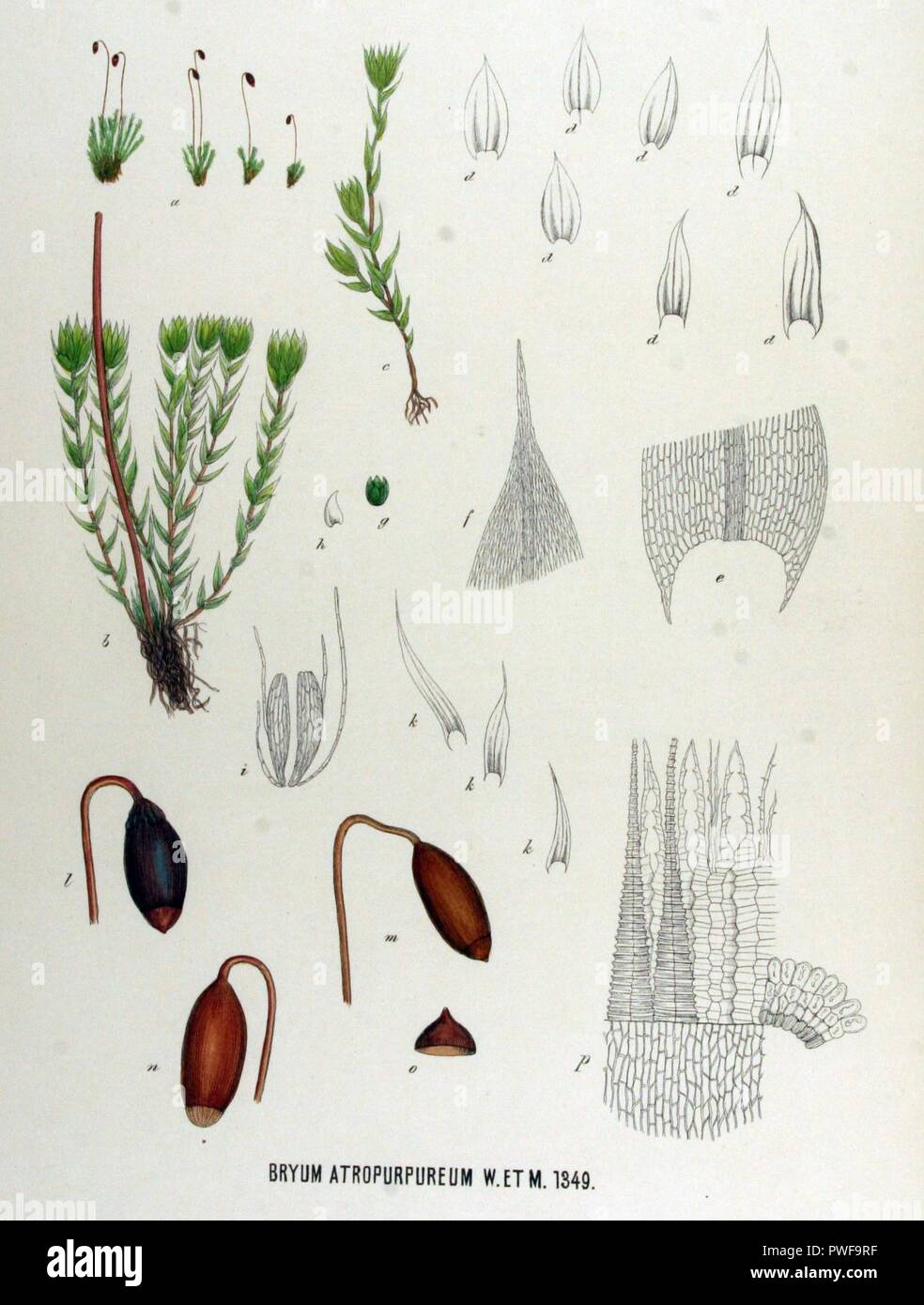 Bryum atropurpureum — Flora Batava — Volume v17. Stock Photo