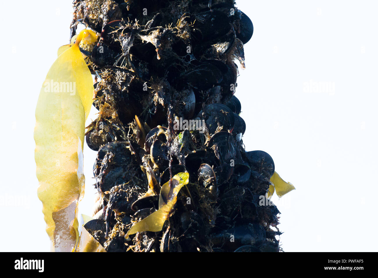Cultivo de mar hi-res stock photography and images - Alamy