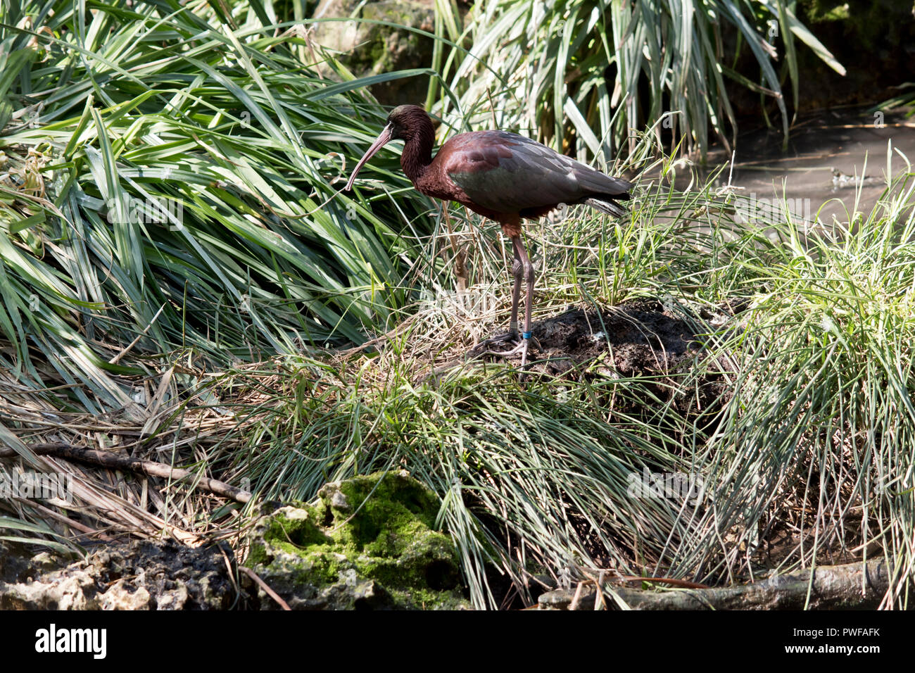 this is a side view of a glossy ibis Stock Photo