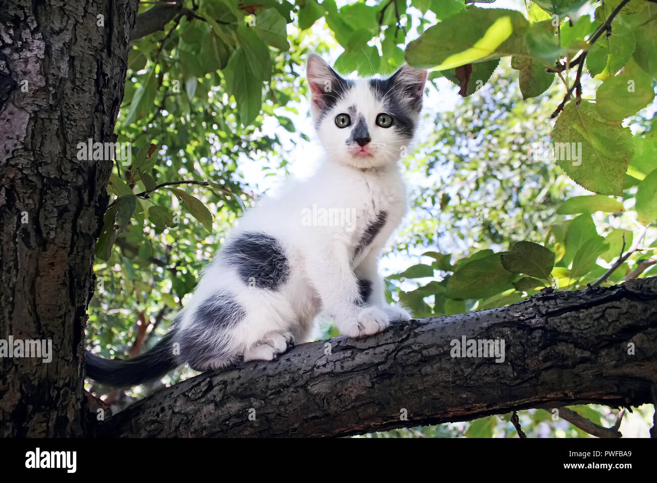 Small white kitten with gray spots climbed up on a tree in the garden. Stock Photo