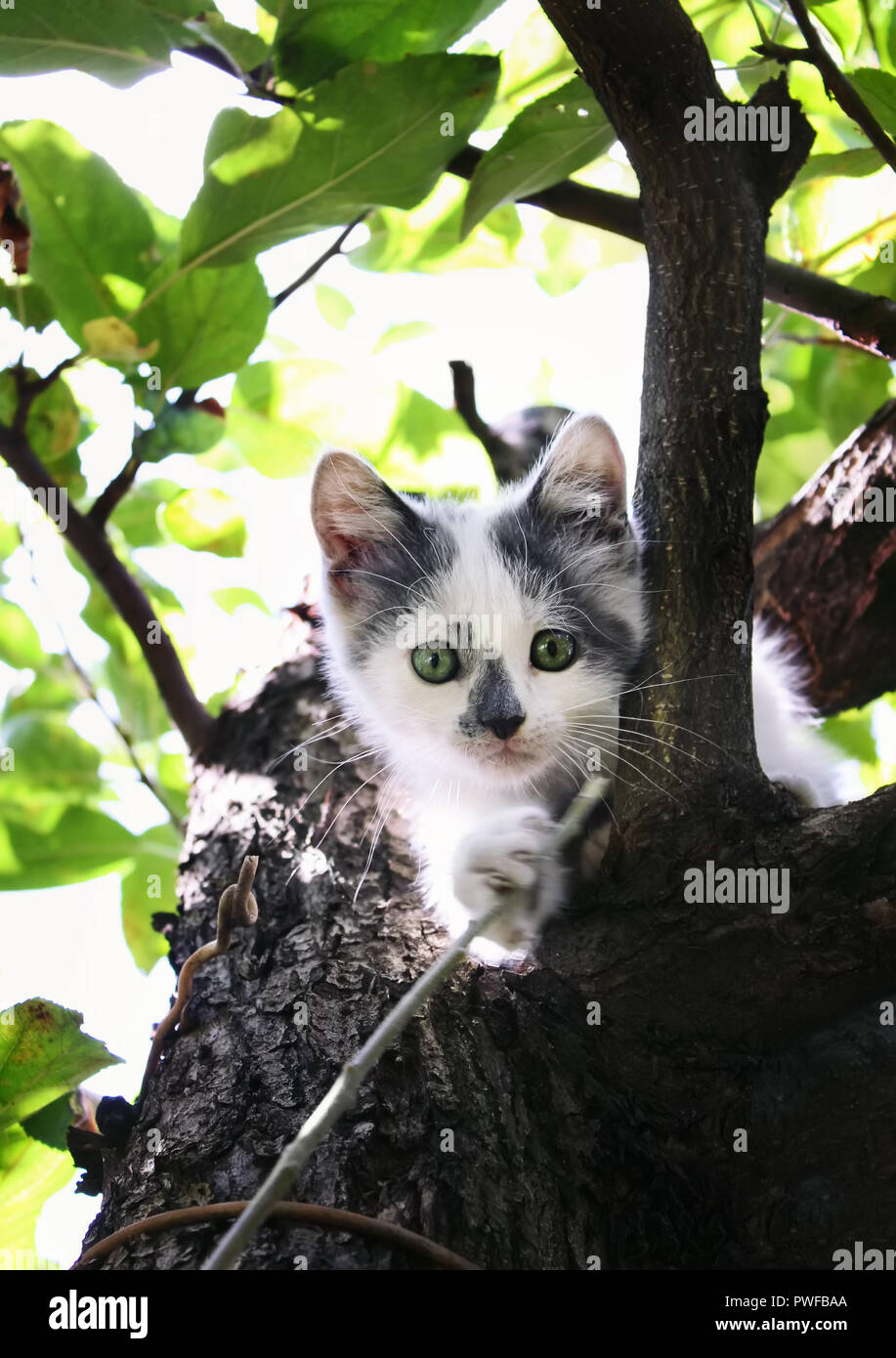 Small white kitten with gray spots climbed up on a tree in the garden. Stock Photo