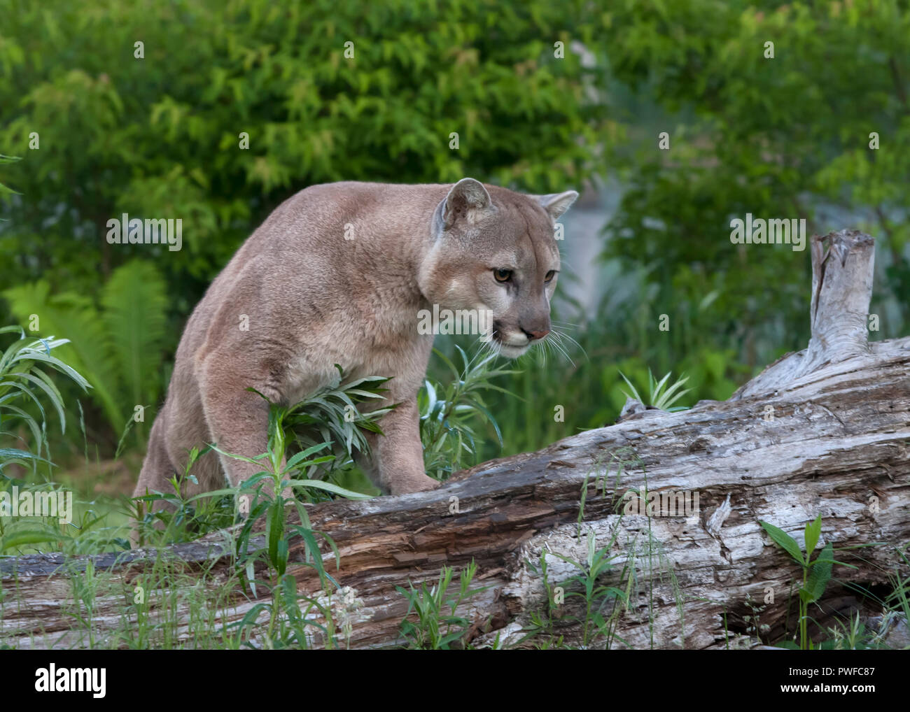 puma animal hunting