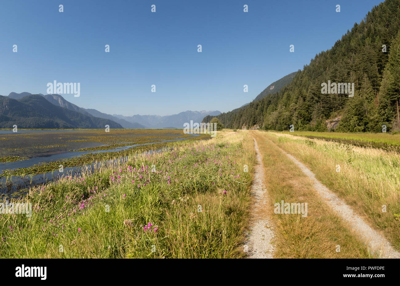 Peaceful views in Pitt Lake Ecological Reserve near Maple Ridge, British Columbia, Canada Stock Photo