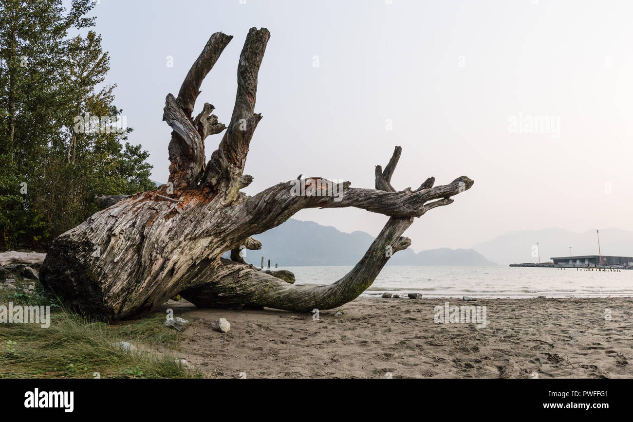 Dead tree on the shores of Howe Sound in Squamish, British Columbia, Canada Stock Photo