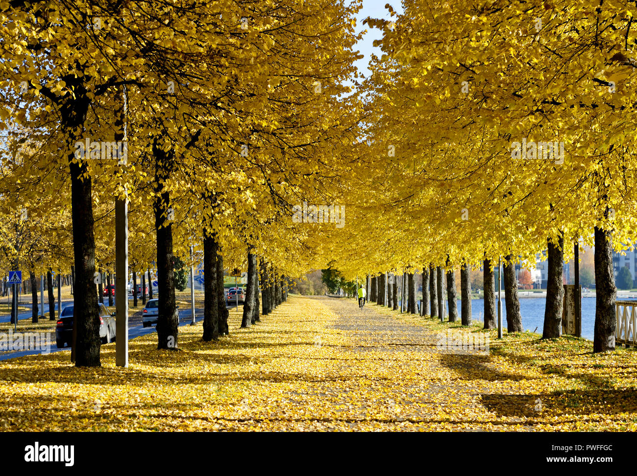 Yellow alley covered with yellow linden tree leaves Stock Photo - Alamy