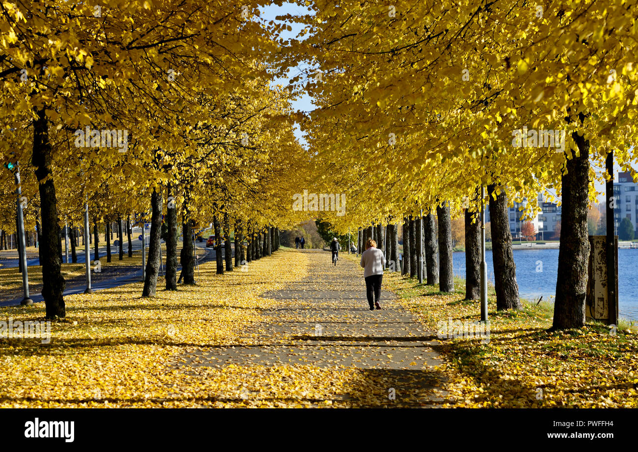 Yellow alley covered with yellow linden tree leaves Stock Photo - Alamy