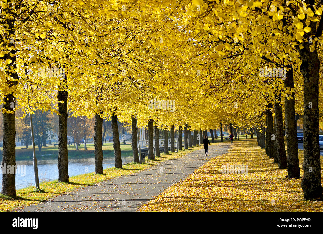 Yellow alley covered with yellow linden tree leaves Stock Photo - Alamy