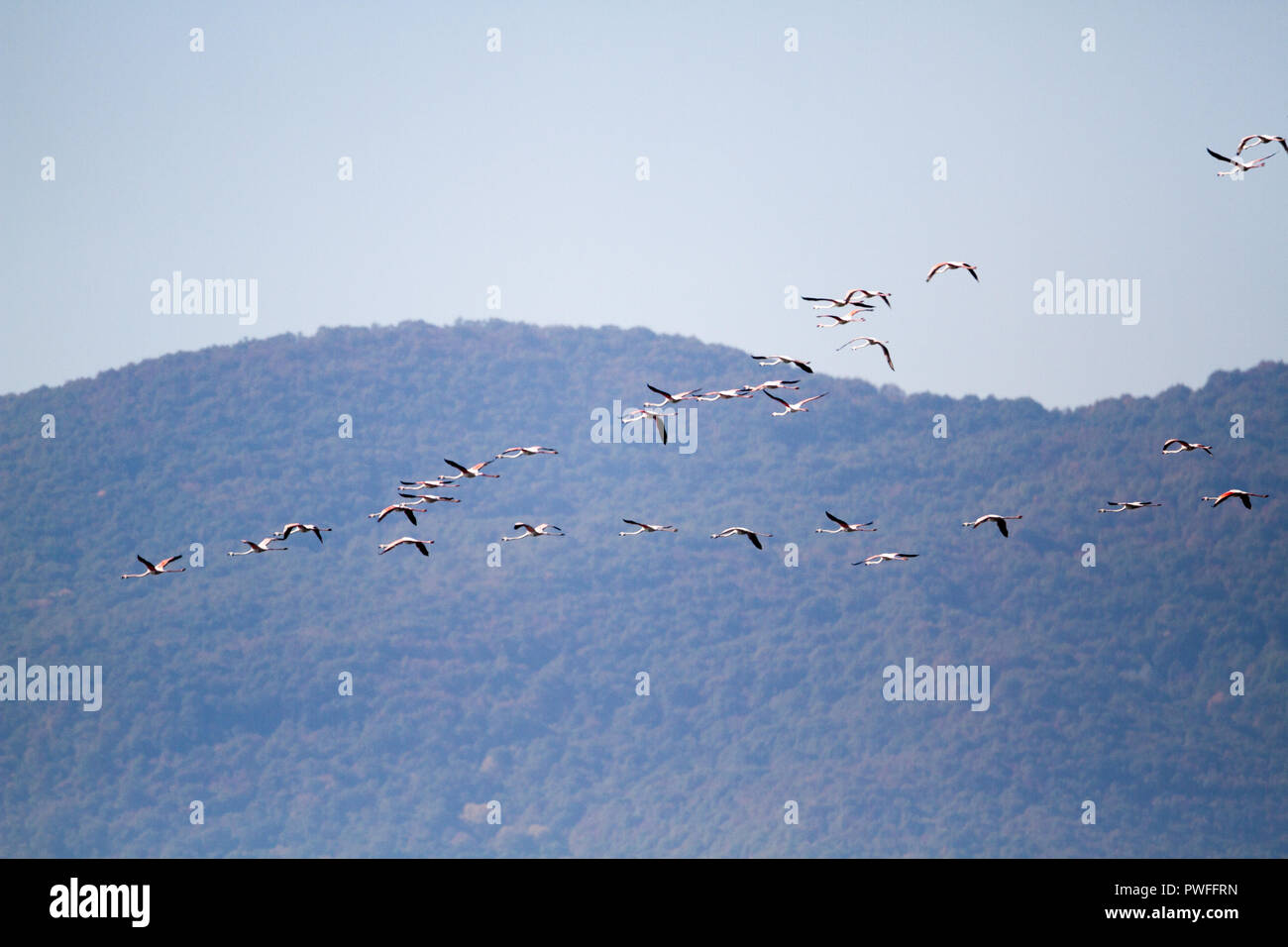 images Pink Flamingos Do Flamingos Fly alamy
