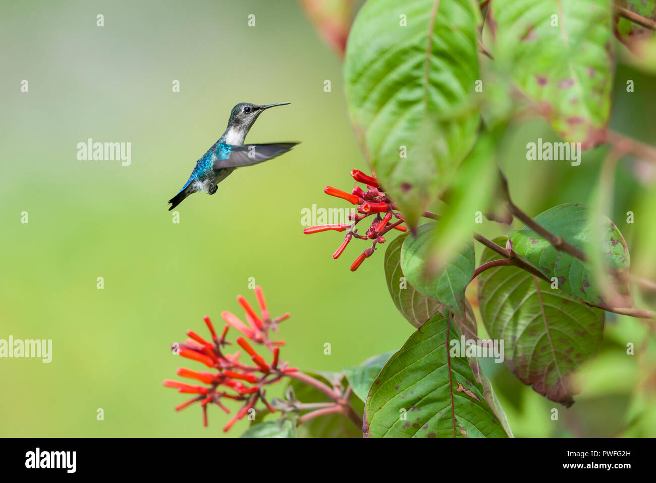 Bee Hummingbird (Mellisuga helenae), male in non-breeding plumage, in flight near the red flowers of Firebush (Hamelia patens). Cuba Stock Photo